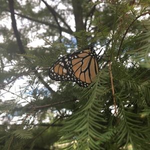 Meet your Posher, Moss